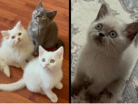 British shorthair sevimli 2 aylık yavrularımız
