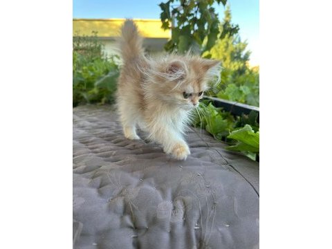Golden british longhair