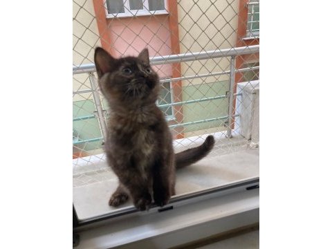 British shorthair bebeklerime yuva arıyorum