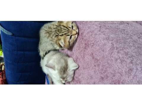 2 aylık scottish fold ve british