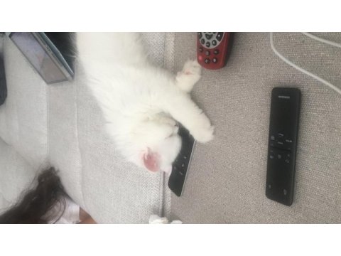 Duygularınızı değiştirecek chinchilla bebişlerim
