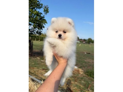 Oyuncak bebek gibi tatlı ve enerjik pomeranian dostumuz