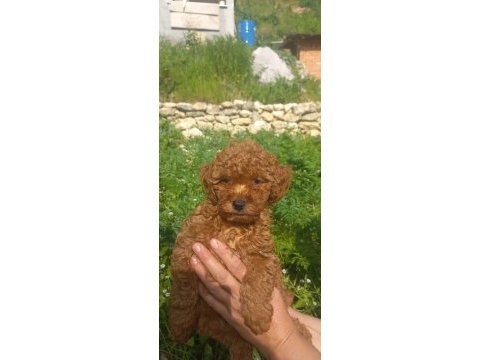 Poodle kaliteli cazip fiyata poodle