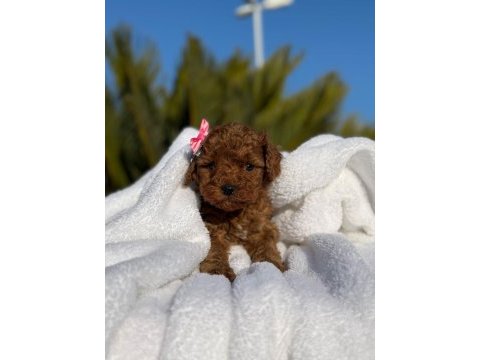 A kalite toy poodle bebeklerim