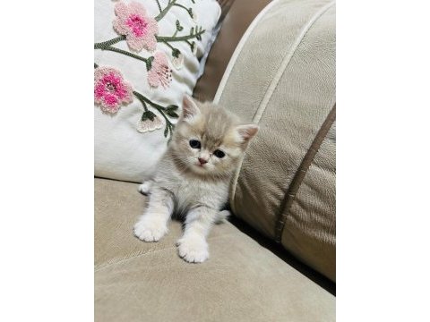 Anne baba şecereli çok kaliteli british longhair