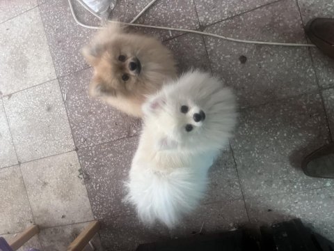 6 aylık dişi pomeranian