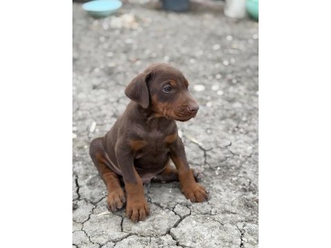 Safkan doberman yavvrular