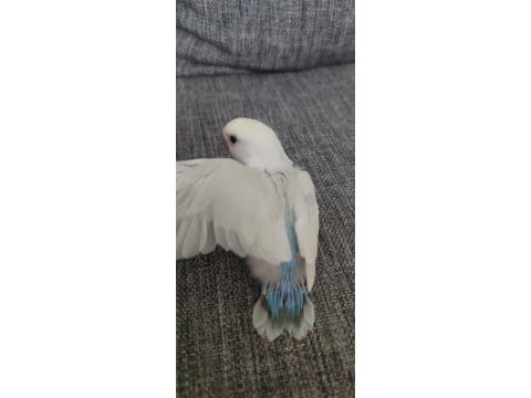 Sevda papağanı yeme düşmüş el besleme ele alışık