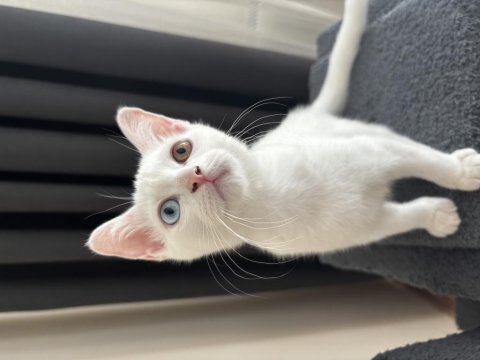 4 aylık british shorthair odd eye