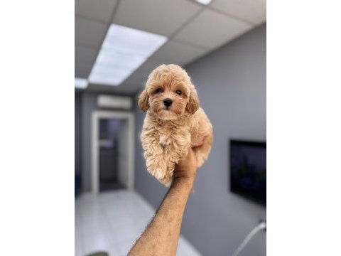 Üst düzey maltipoo yavrularımız