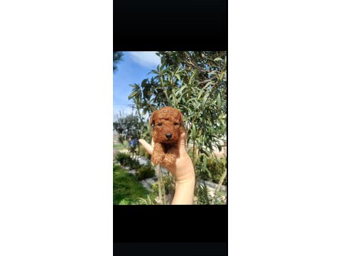 Toy poodle red minik yakışıklı