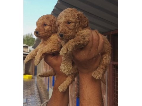 Toy poodle muhteşem bebişler