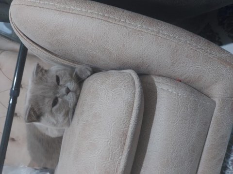 Uygun fiyata verilecek scottish fold