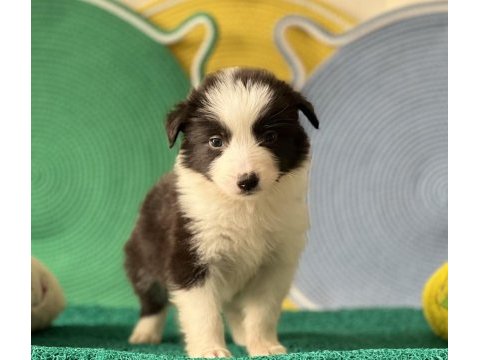 Zeka küpü border collie yavrular