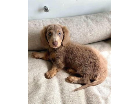 Isabella longhair dachshund nadir bulunan ırk