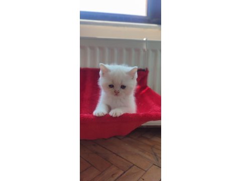 British shorthair erkek yavrularımız