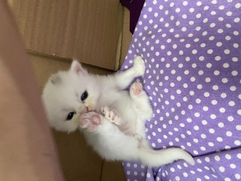 British shorthair yavru kedimiz