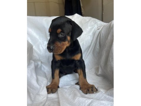 Safkan doberman yavrular