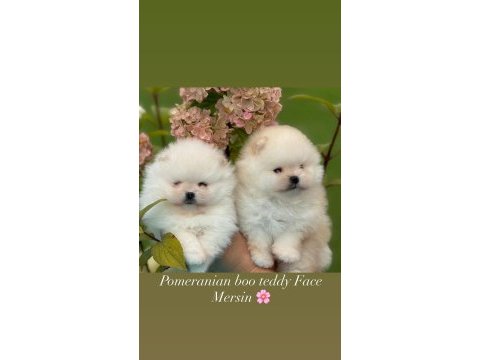Pomeranian boo yavrular teddy bear