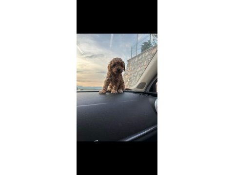 Poodle bebekler