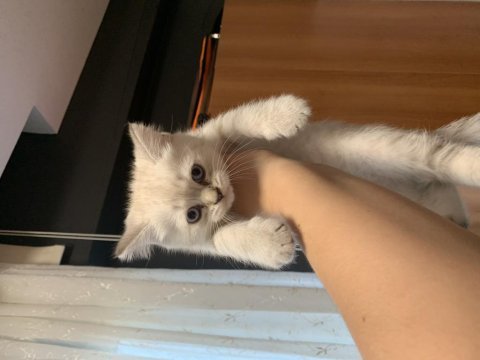 Uygun puanlı british shorthair yavrular