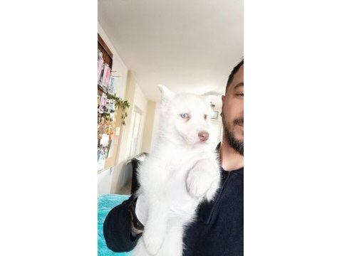 Yakışıklı husky sibirya kurdu yavrularımız