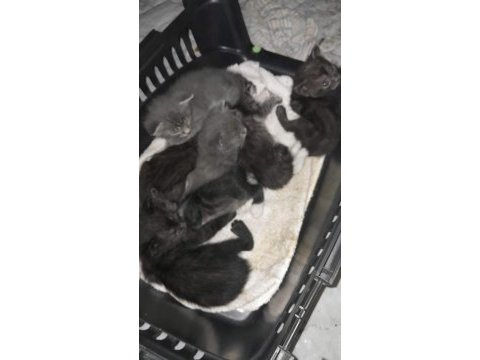4 yavru ve anne kediye yuva arıyoruz