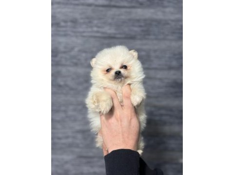 Pomeranian bebekleri
