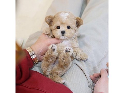 En sevimli maltipoo çocuklar