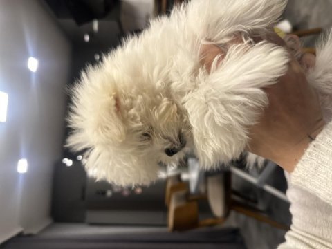 Teacup maltese