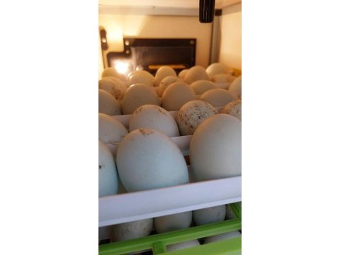 Ataks lohman brown mavi yumurta yapan tavuk ve civciv