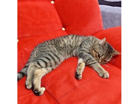 Vanda sahiplendirilecektir british shorthair