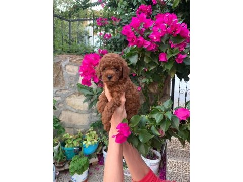 Kıvırcık toy poodle köpekler