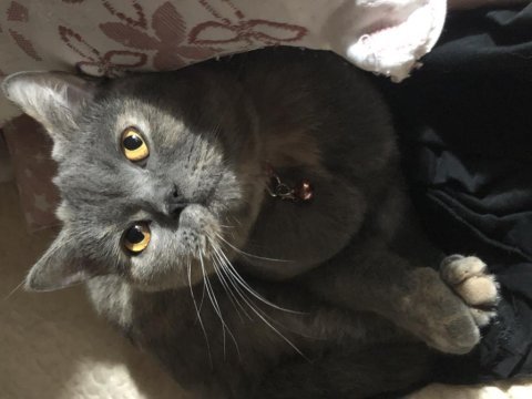 Ücretsiz british shorthair blue cream