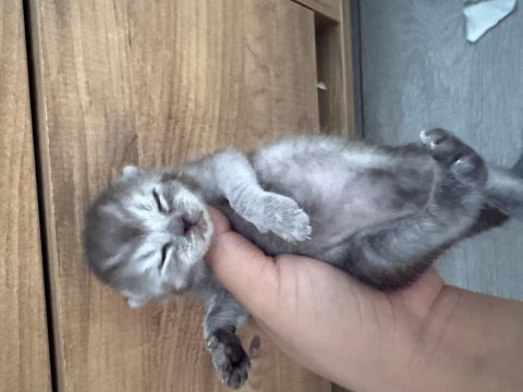 British shorthair yavrular