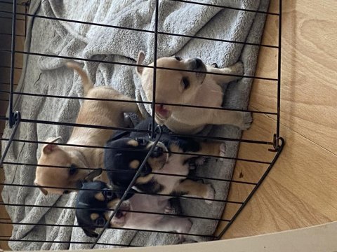 2 aylık yavru chihuahua