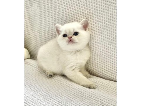 Beyaz prens mavi boncuk gözlü safkan british shorthair