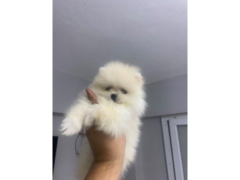 Pomeranian boo erkek