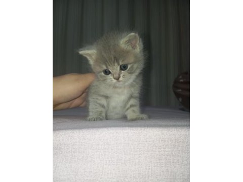 British shorthair bebekler