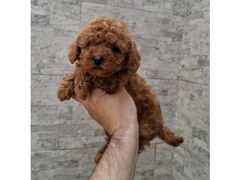 Yasal çiftlikten toy poodle yavrularımız