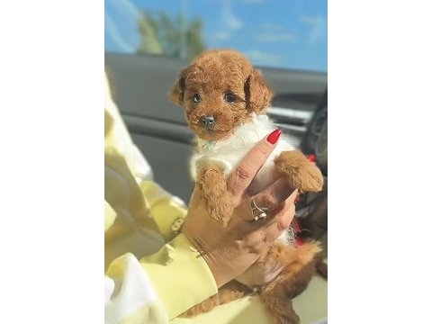 Cins toy poodle yavru