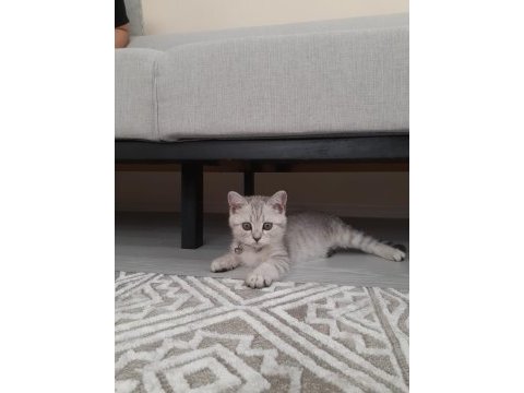 British shorthair tabby