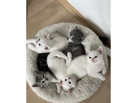 Sevgi delisi british shorthair yavrular