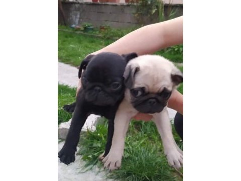 Sıfır burun erkek siyah ve dişi krem pug