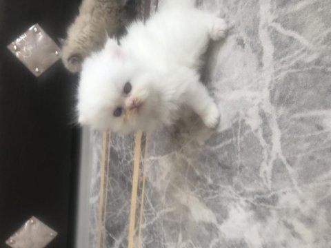 Chinchilla yavrular anne altından