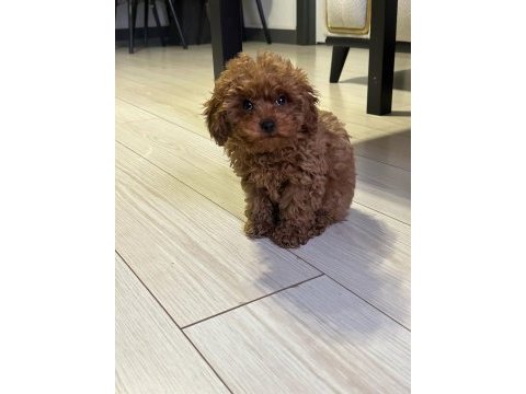 A kalite erkek poodle