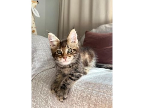 7 ağostos doğuml 2 aylık 1 erkek 1 dişi