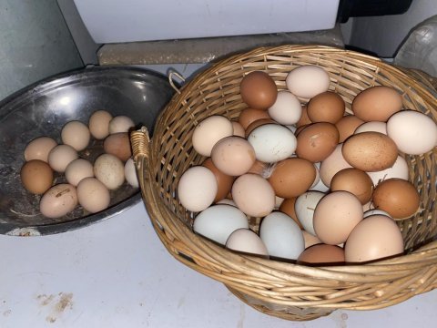 Genç hergün yumurtlayan tavuklar