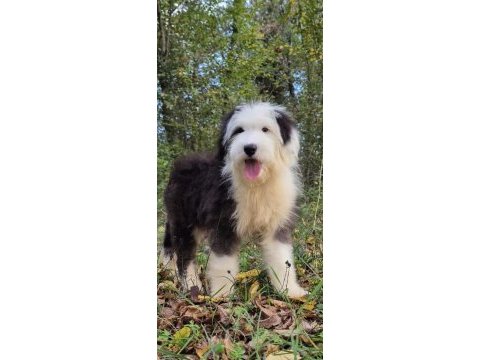 Old eglish sheppdog (bobtail) yavru köpeğimiz
