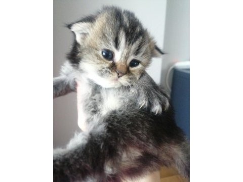 1 aylık british shorthair yavrular için yeni yuva arıyoruz
